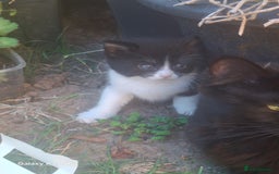 Mixed Breed cats for sale: 4 beautiful kittens  - Image 9