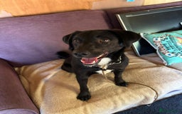 Mixed Breed dogs for adoption: Ollie - Image 2