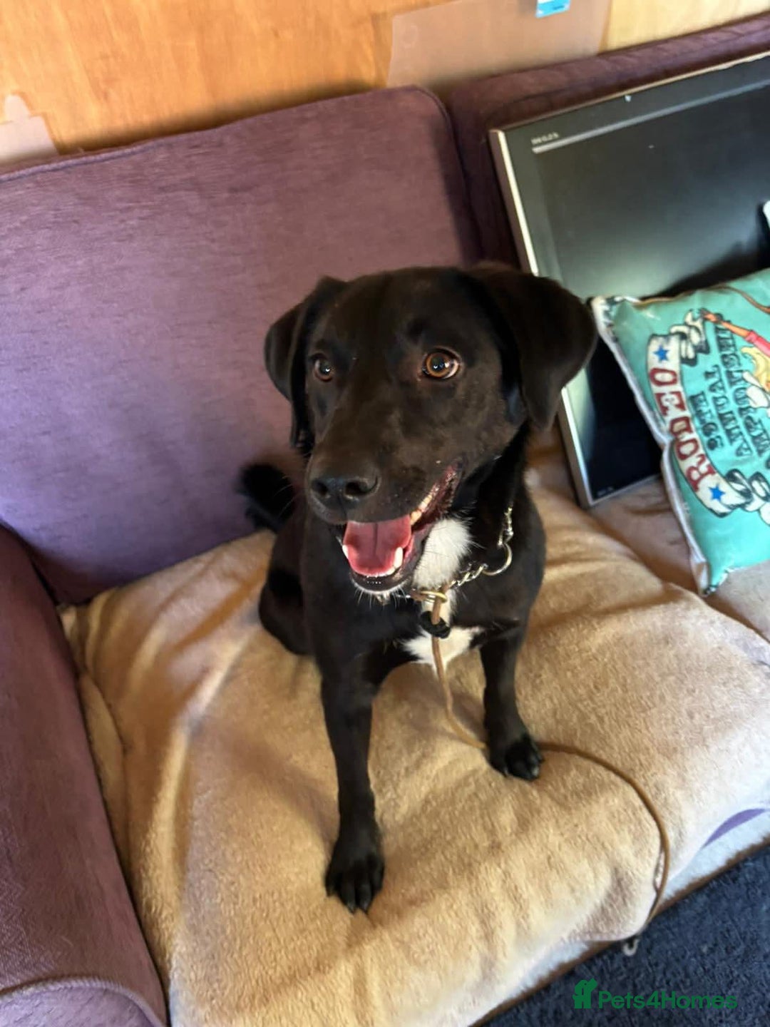 Mixed Breed dogs for adoption: Ollie - Image 2