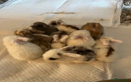 Dwarf Lop rabbits for sale: Baby rabbits  - Image 2