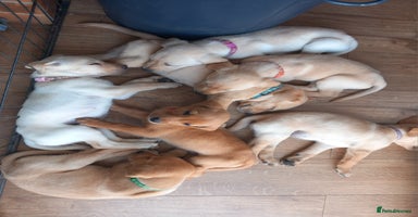 Labrador Retriever dogs - Advert 5