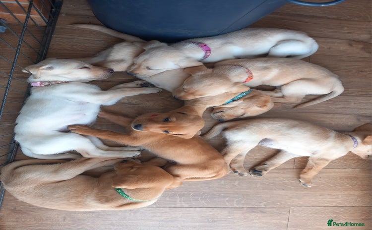 Labrador Retriever dogs - Advert 5