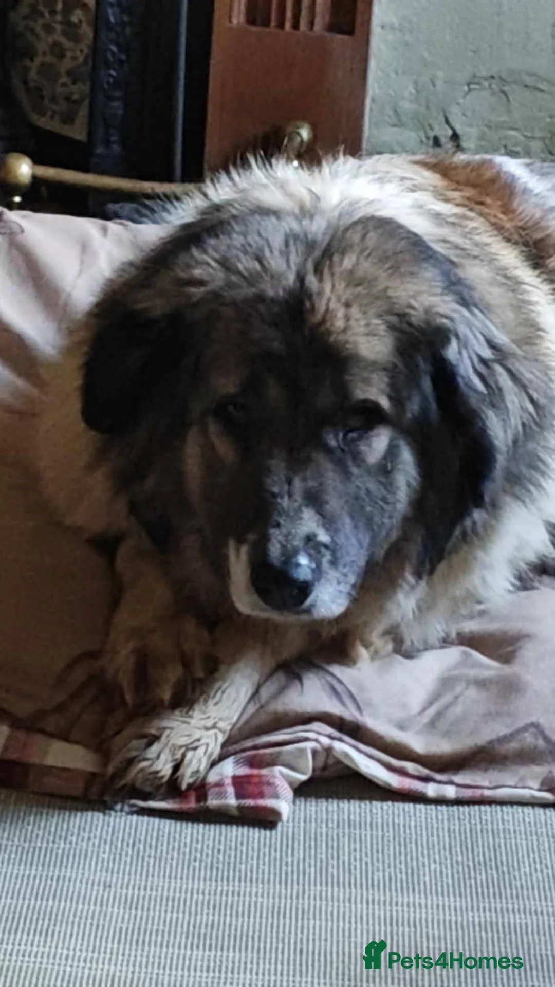 Mixed Breed dogs for adoption: Meet Tinsel, currently residing in Gloucestershire in Blakeney - Advert 2