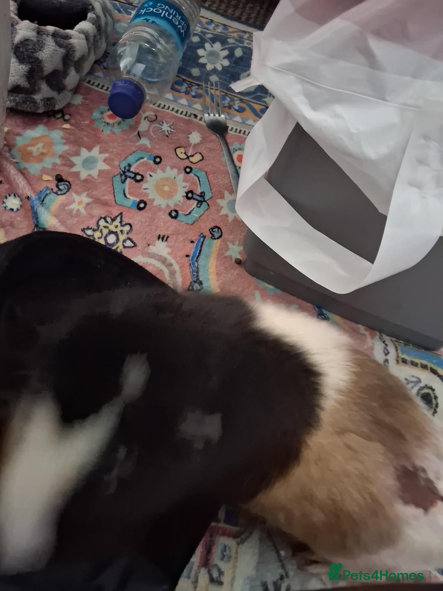 Mixed Breed rabbits for sale: Ginue pigs and rabbits - Advert 3