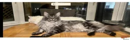 Maine Coon cats for sale: Beautiful mainecoon/polydactol babies  in Liversedge - Advert 3