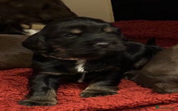 Cocker Spaniel dogs for sale: Beautiful Cocker Spaniel Puppies - Advert 32