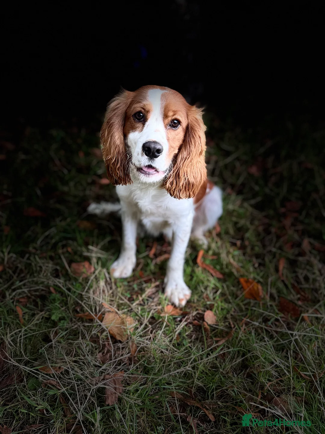Cockalier dogs for sale: 1 year old male cockalier - Advert 2