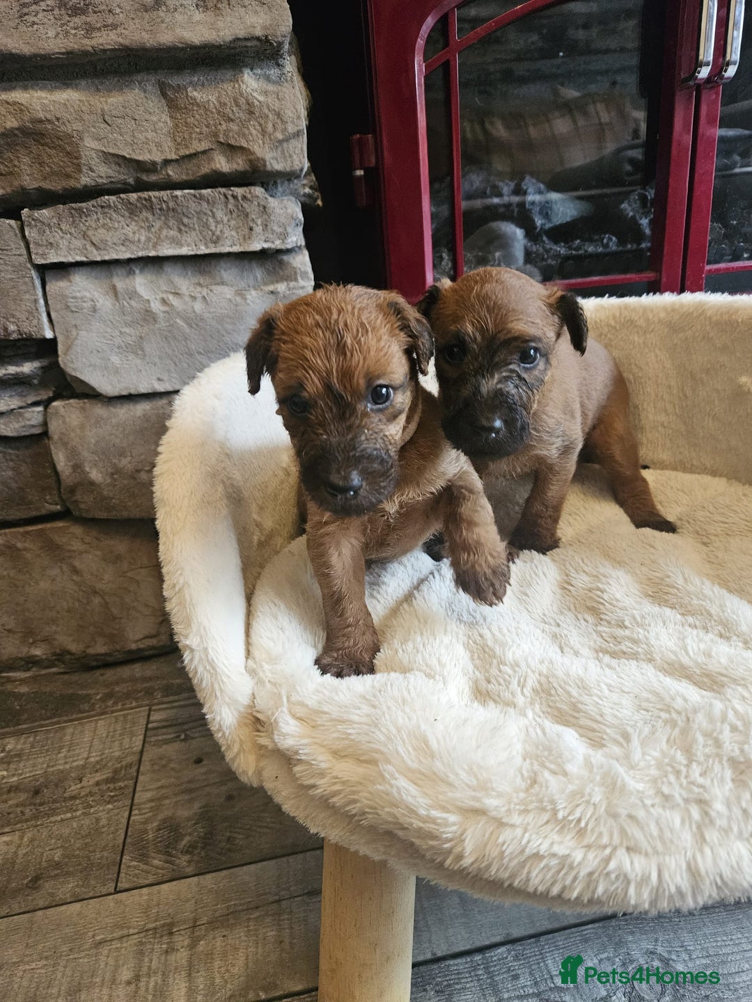 Irish Terrier dogs for sale: Beautiful Champion Lines KC Irish Terrier Puppies - Image 4