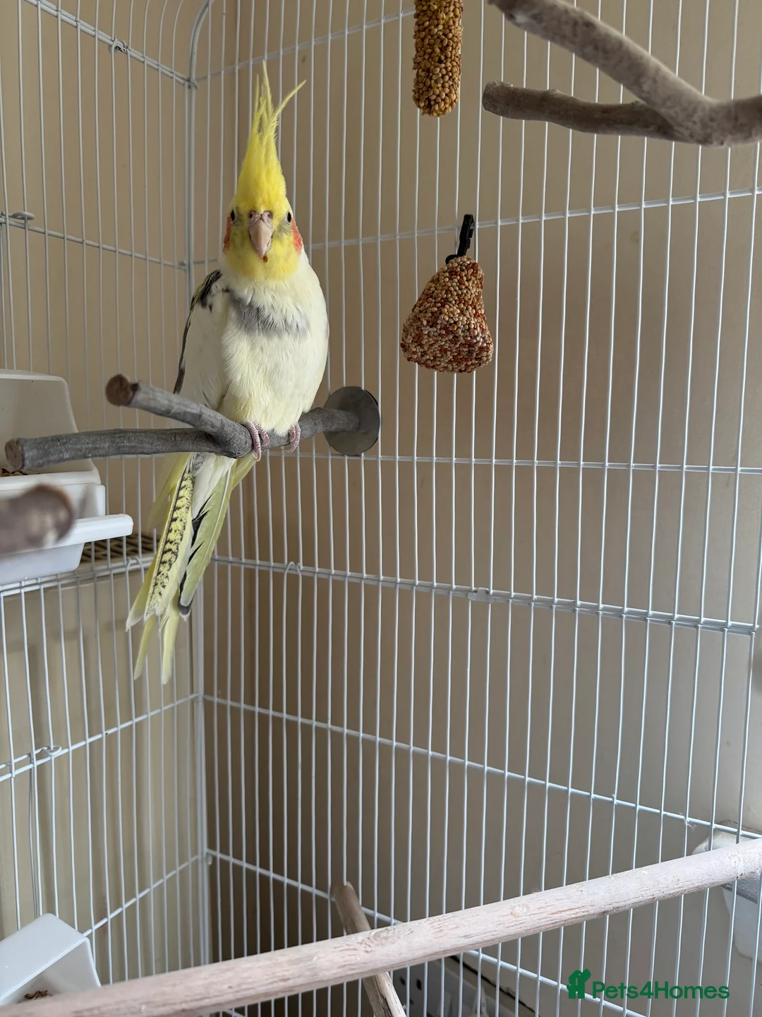 Cockatiels birds for sale: Male cockatiel - Advert 4