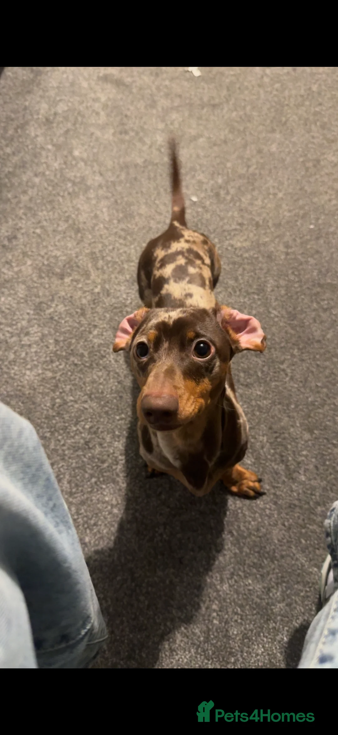 Miniature Dachshund dogs for sale: Miniature chocolate dapple male sausage  - Advert 1
