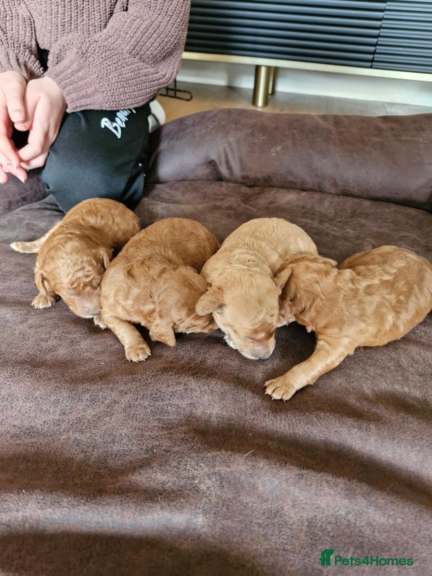 Mixed Breed dogs for sale: Beautiful poodle puppys forsale - Advert 2