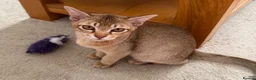 Burmese cats for sale: Magic and Basil are stunning Asian boys.  in Plymouth - Advert 4