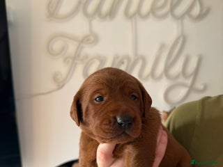 Labrador Retriever dogs Just a beautiful litter Deep reds - Advert 2