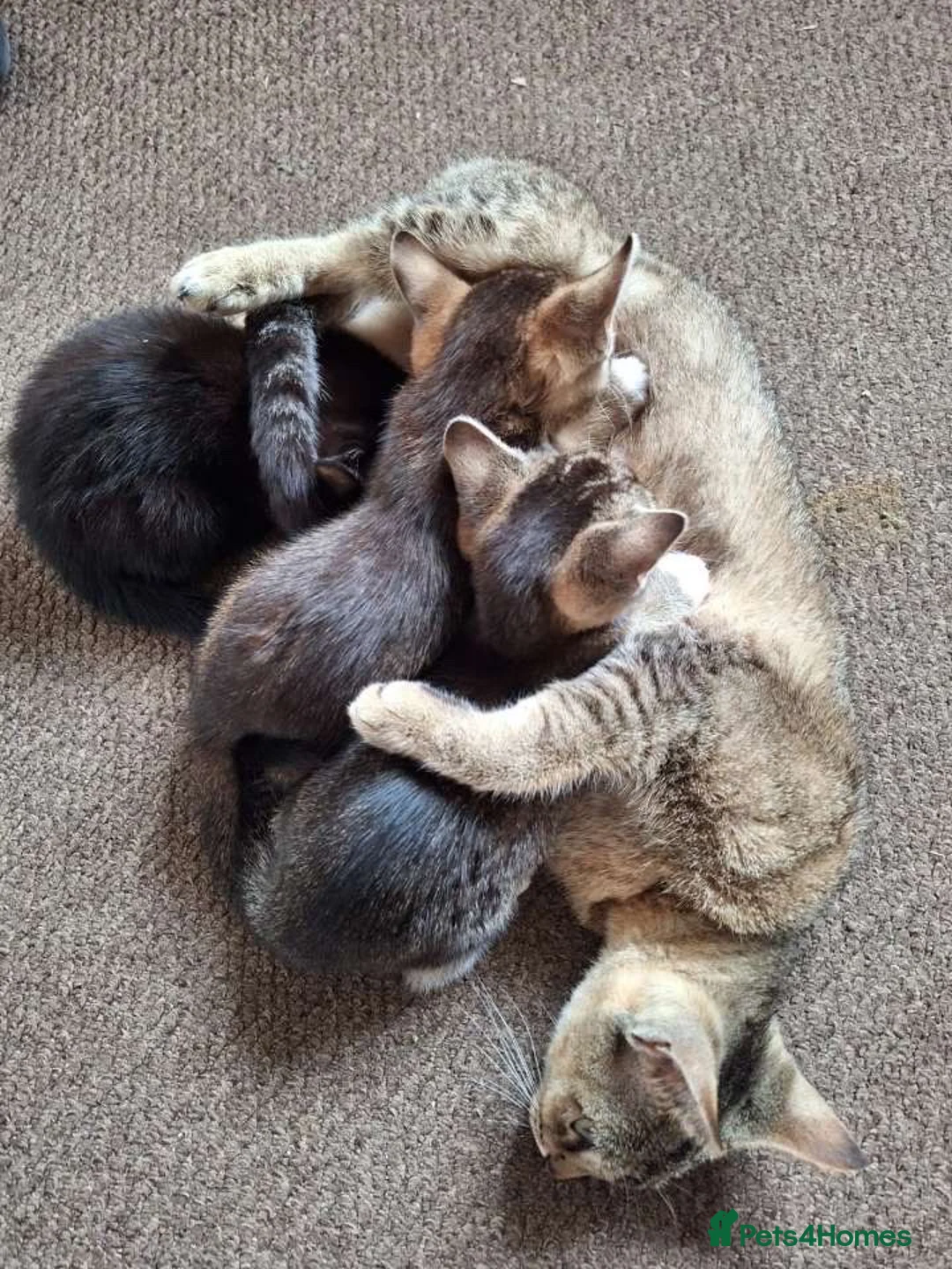 Abyssinian cats for sale: 3 Gorgeous Abyssinian Cross  - Advert 2