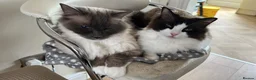 Ragdoll cats for sale: Handsome male Ragdoll for sale  - Advert 22