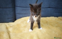 Ragdoll cats for sale: Half Ragdoll - one boy and four girls - Image 9
