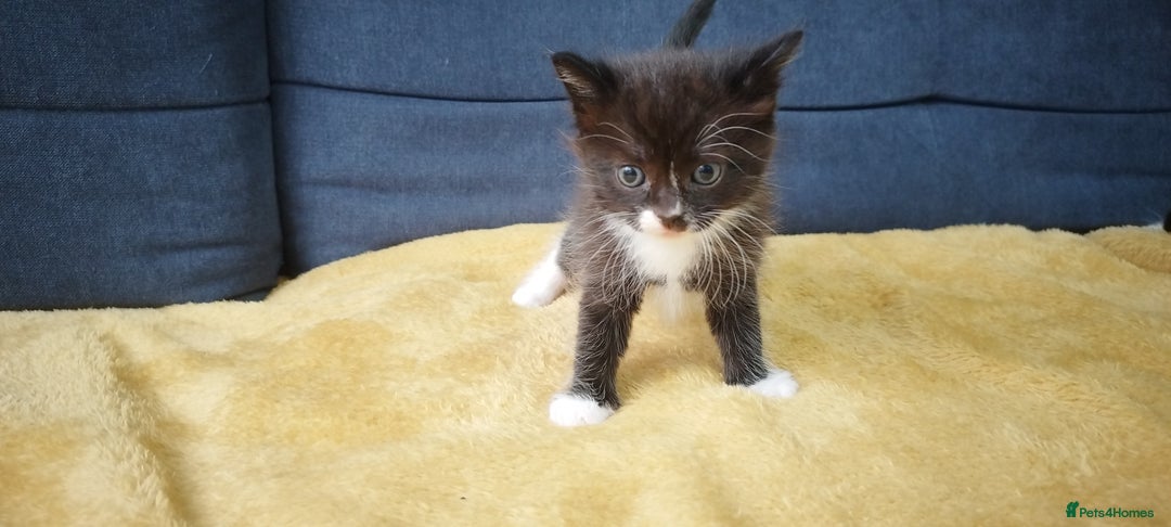 Ragdoll cats for sale: Half Ragdoll - one boy and four girls - Image 9