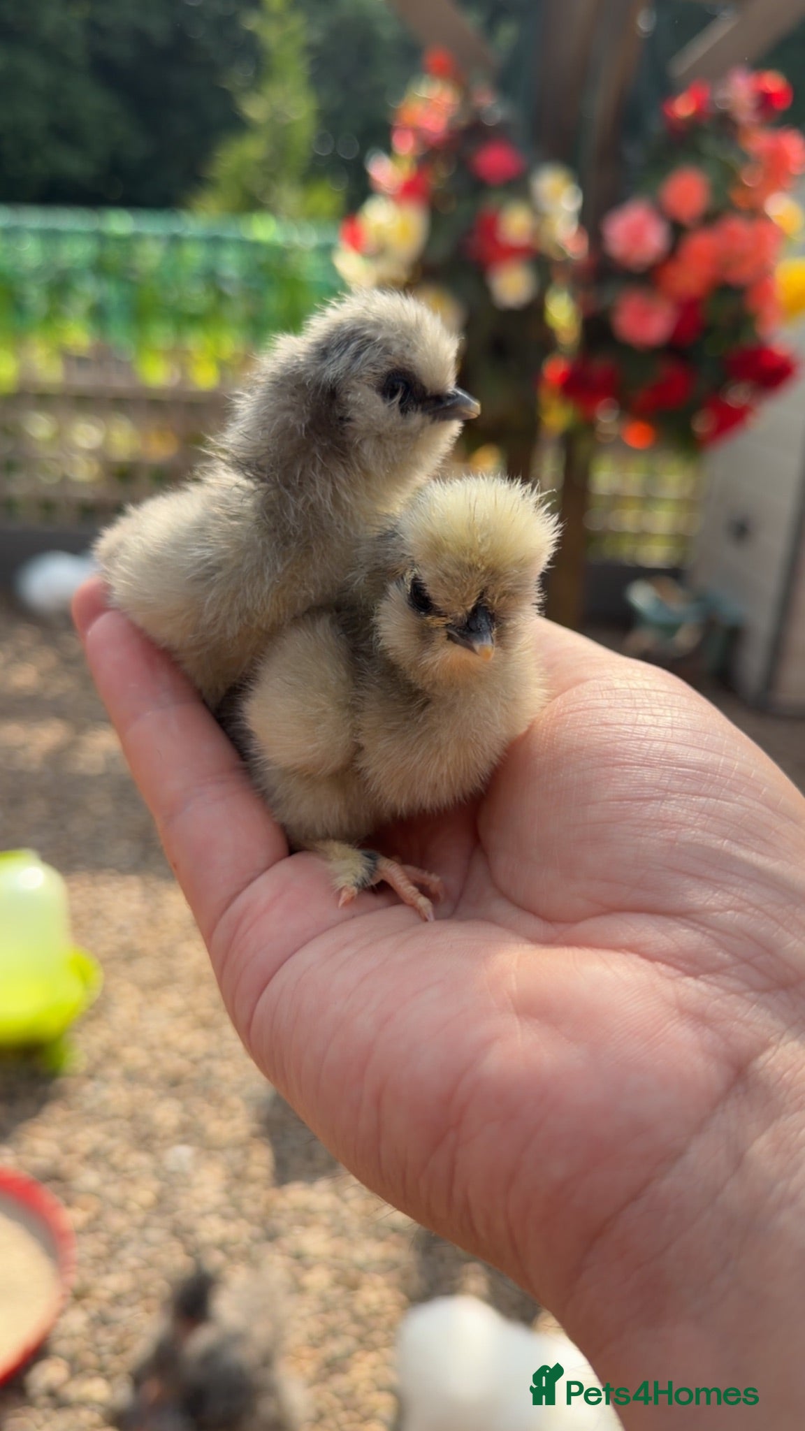Chickens poultry Silkie Chicks For Sale - Advert 2