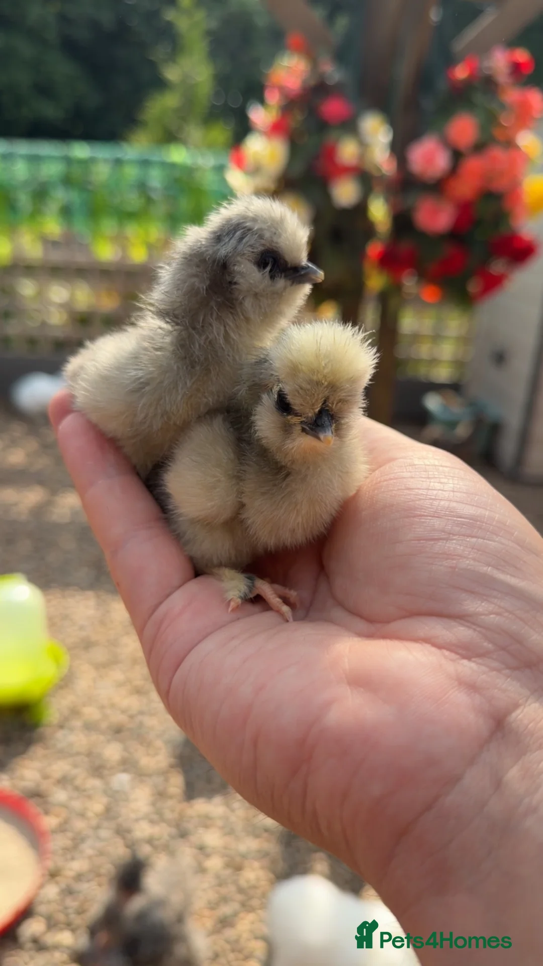 Chickens poultry for sale: Silkie Chicks For Sale - Advert 2