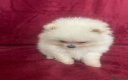 Pomeranian dogs for sale: 3 tiny girls ready now*price reduced £2000 - Advert 11