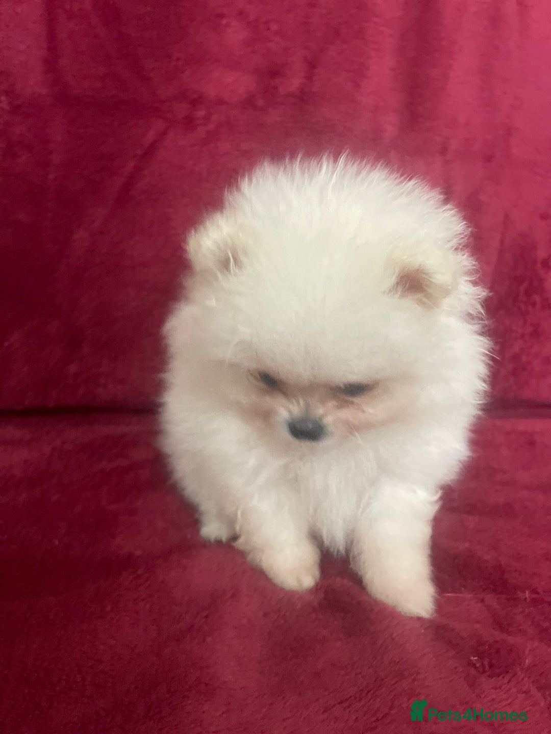 Pomeranian dogs for sale: 3 tiny girls ready now*price reduced £2000 - Advert 11