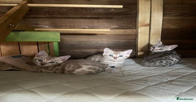 Bengal cats - Advert 7