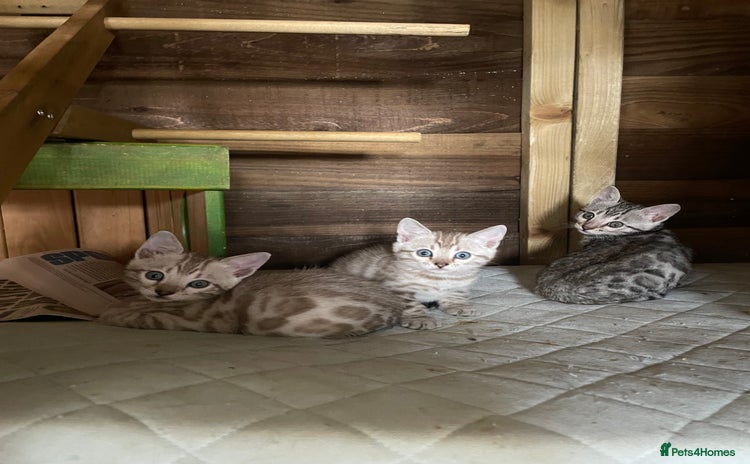 Bengal cats - Advert 13
