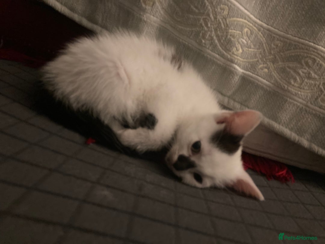 Mixed Breed cats for sale: Rosy looking for a home - Image 3