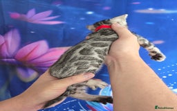 Bengal cats for sale: 3 exquisite Tica registered bengals  - Image 3