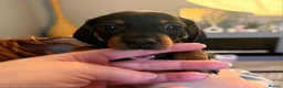Miniature Dachshund dogs for sale: 🐾KC Silver Dapple - Elite Show Lines - 2.2% COI🐾 - Advert 26