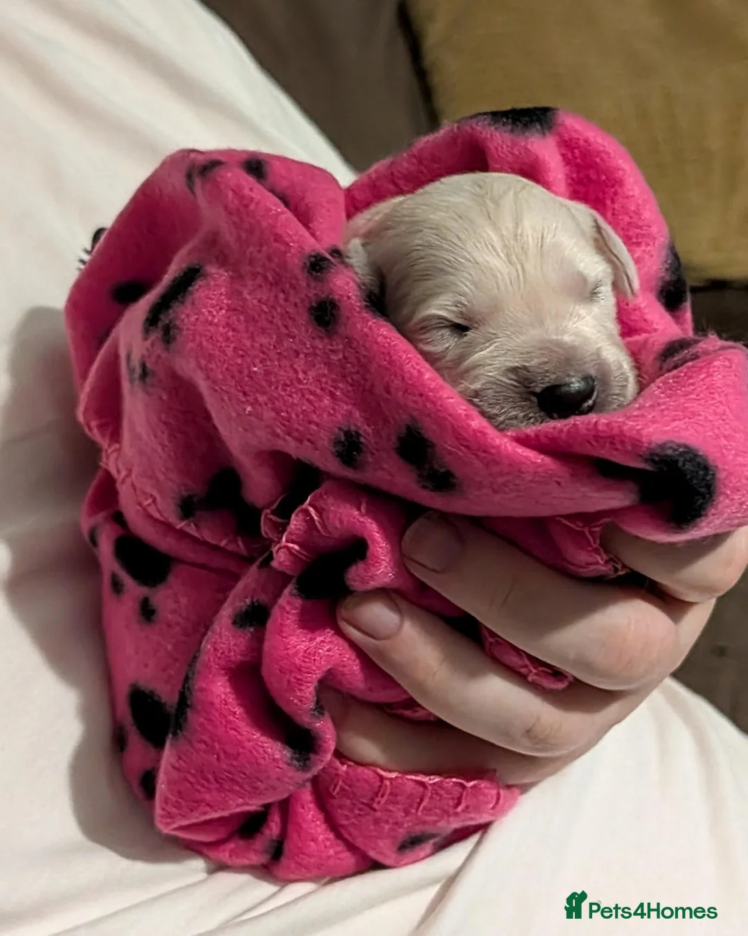 Golden Retriever dogs for sale: Beautiful Golden Retriever Puppies. in Congleton - Advert 5