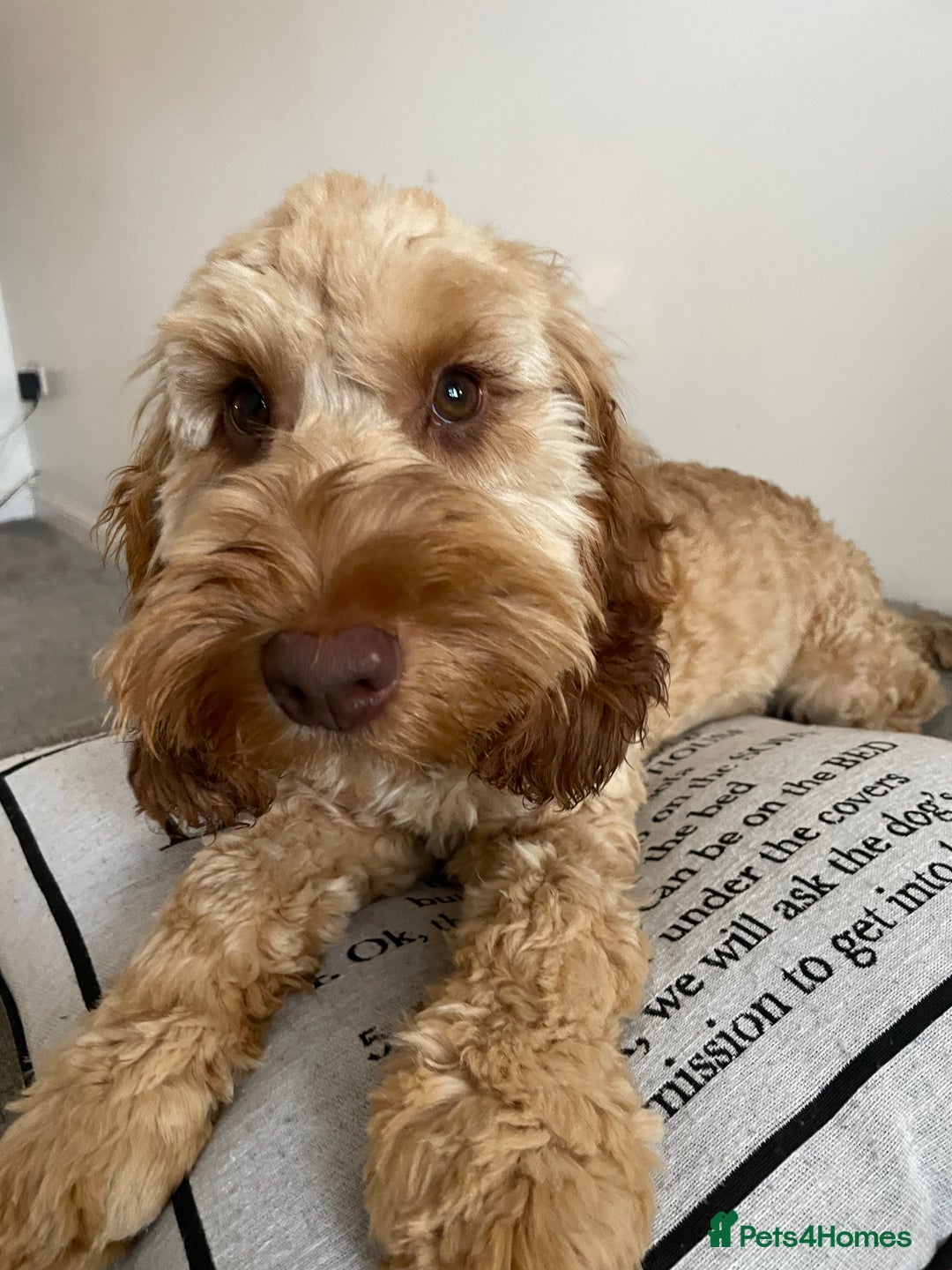 Cockapoo dogs for stud: Cockapoo Male Stud F1  - Advert 12