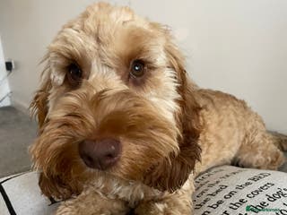 Cockapoo dogs Cockapoo Male Stud F1 - Advert 1