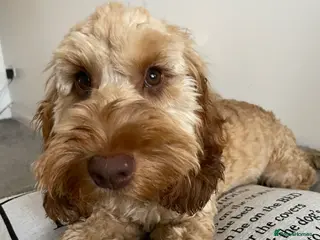 Cockapoo dogs Cockapoo Male Stud F1 - Advert 15