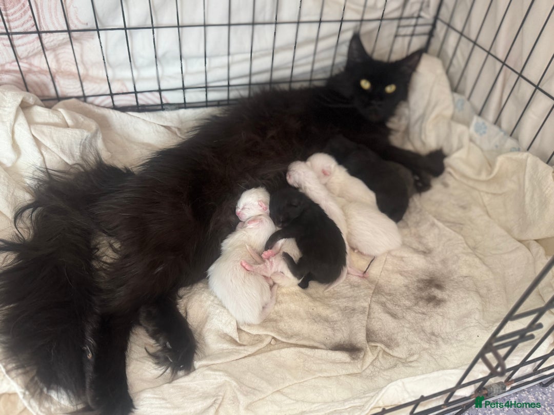 Maine Coon cats for sale: Mainecoon pure kittens  - Image 16