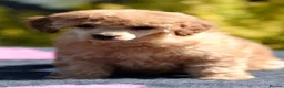 Miniature Poodle dogs for sale: KC Reg Miniature Poodles puppies   in Cookstown - Advert 4