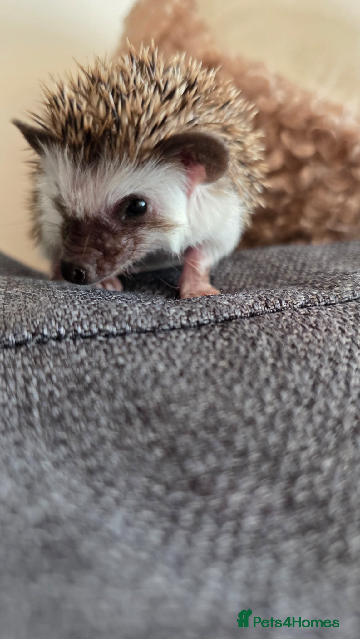 Pygmy Hedgehog rodents Little girl ready to move from June - Advert 7