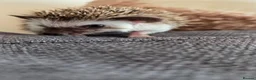 Pygmy Hedgehog rodents for sale: Little girl ready to move from June - Advert 3