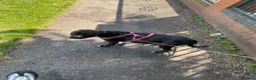 American Bull Staffy dogs for sale: 5 girls staffs 1 week old  in Stockport - Advert 2