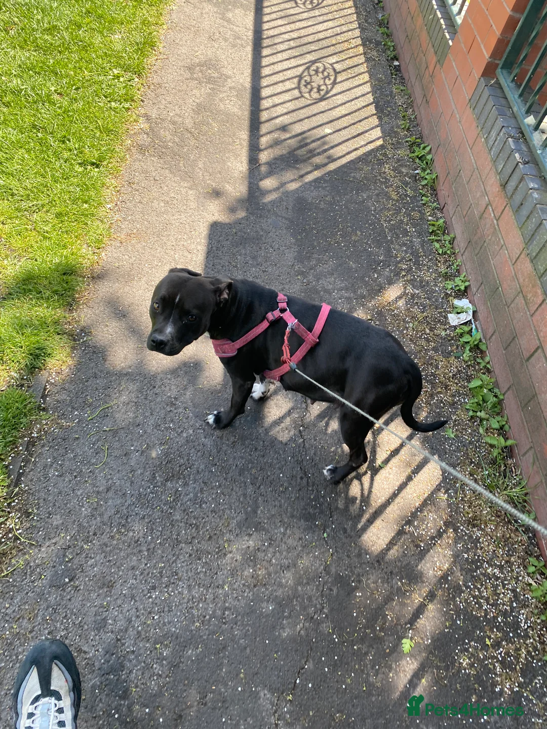 American Bull Staffy dogs for sale: 5 girls staffs 1 week old  in Stockport - Advert 2