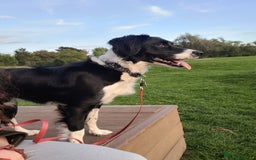 Mixed Breed dogs for sale: Border collie cocker spaniel for adoption  - Image 2