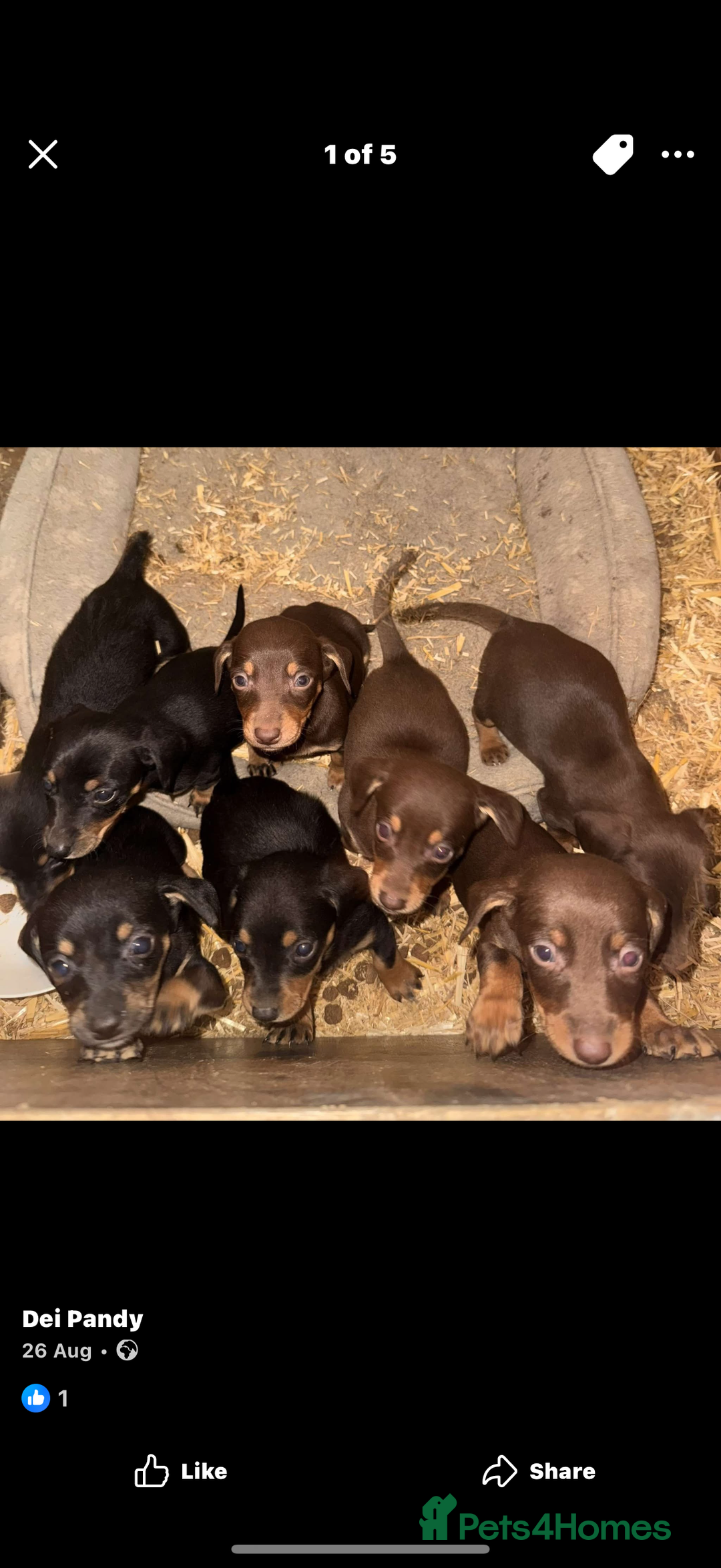 Mixed Breed dogs for sale: Dachshund x border collie - Image 3
