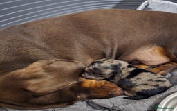 Dachshund dogs for sale: Isabella black &tan longhair dapple boy  - Image 11