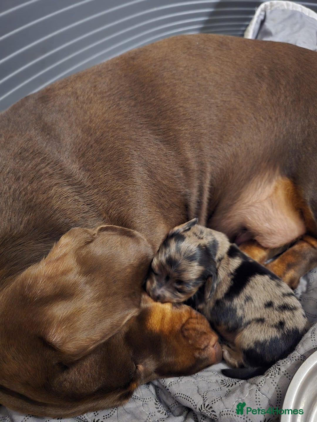 Dachshund dogs for sale: Isabella black &tan longhair dapple boy  - Image 11