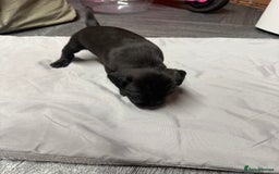 Patterdale Terrier dogs for sale: Patterdale puppies  - Image 4