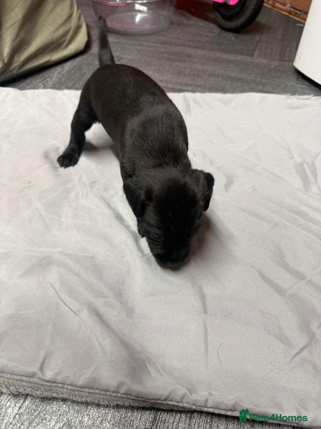 Patterdale Terrier dogs for sale: Patterdale puppies  - Image 4