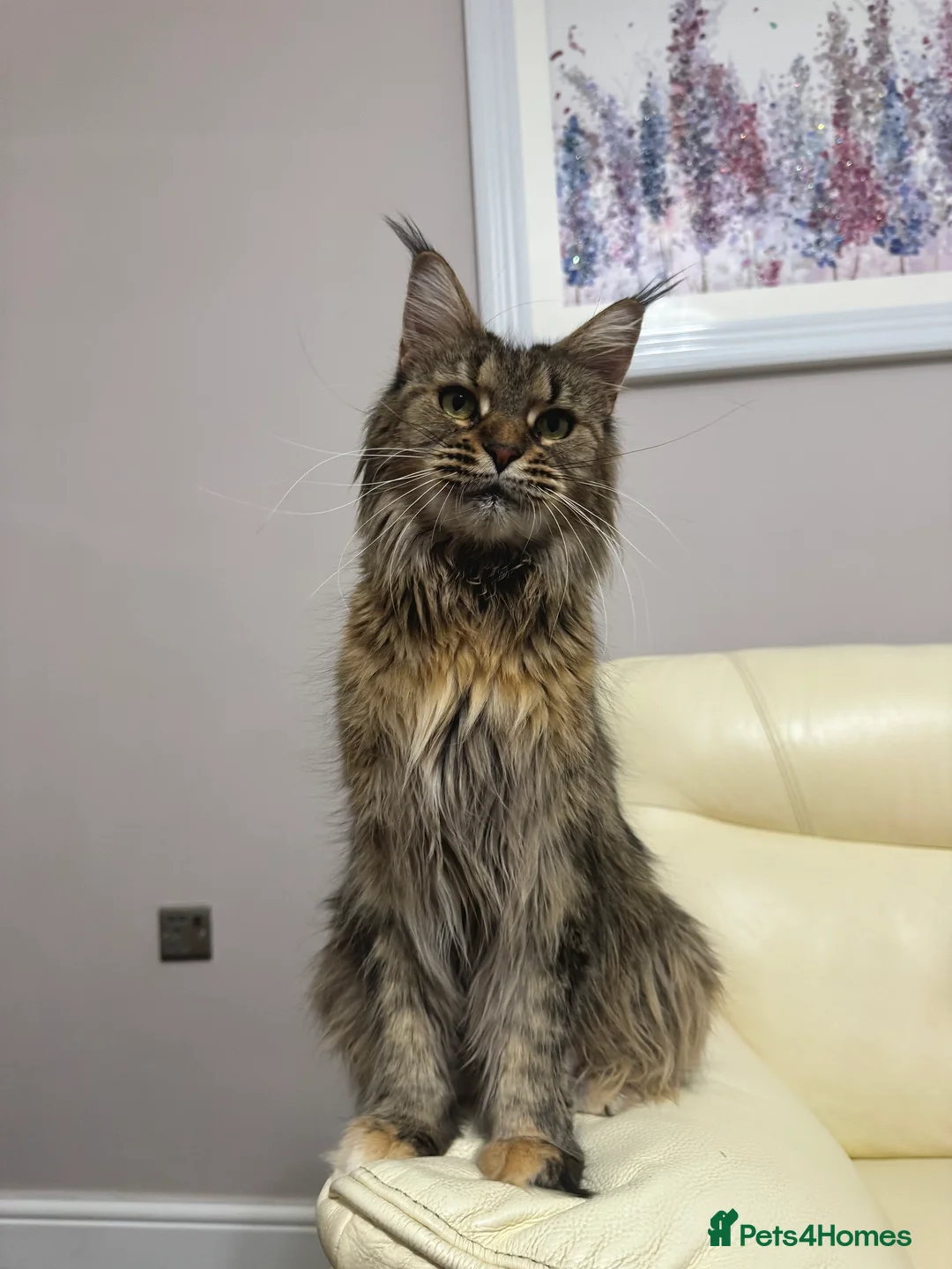 Maine Coon cats for sale: MaineCoonKitten🏆20+gen🧬Outstadning Full Pedigree - Advert 2