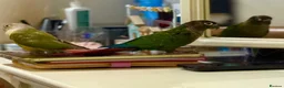 Conures birds for sale: TWO GORGEOUS 9 WEEK OLD CONURES  - Advert 8