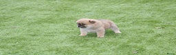Chow Chow dogs for sale: 🐾Chow chow cross Japanese chin 🐾 - Advert 11