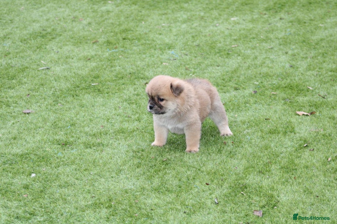 Chow Chow dogs for sale: 🐾Chow chow cross Japanese chin 🐾 - Advert 11